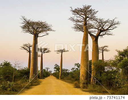 Scenic view of Baobab Avenue at dusk, with majestic silhouette of trees in foreground, Morondava, Madagascar 73741174