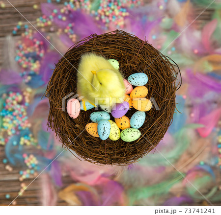 Colorful Easter eggs in bird nest surrounded with pastel colored feathers and wooden cubes with the text Happy Easter top view, modern background design, Easter holliday, Spring, concept Colorful Easter eggs in bird nest surrounded with pastel colored feathers and wooden cubes with the text Happy Easter top view, modern background design, Easter holliday, Spring, concept 73741241