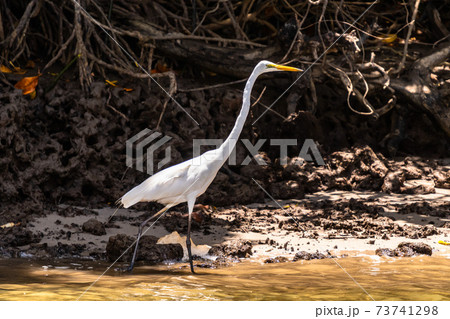 Great Egret standing in Daintree river waters Great Egret standing in Daintree river waters 73741298