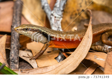 Closed-litter rainbow skink - Carlia longipes on Fitzroy Island 73741349