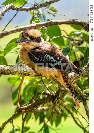 Close up of a Laughing Kookaburra on tree branch 73741352