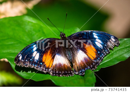 Eggfly butterfly - Hypolimnas bolina - black with coloured spots 73741435