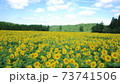向日葵 73741506