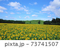 向日葵 73741507