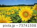 向日葵 73741508