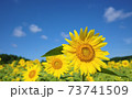 向日葵 73741509