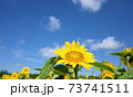 向日葵 73741511