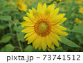 向日葵 73741512