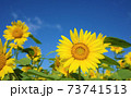 向日葵 73741513