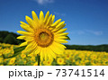 向日葵 73741514