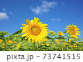 向日葵 73741515