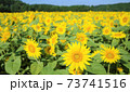 向日葵 73741516