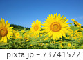 ひまわり 73741522