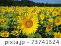 ひまわり 73741524