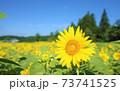 ひまわり 73741525