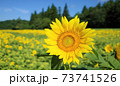 ひまわり 73741526