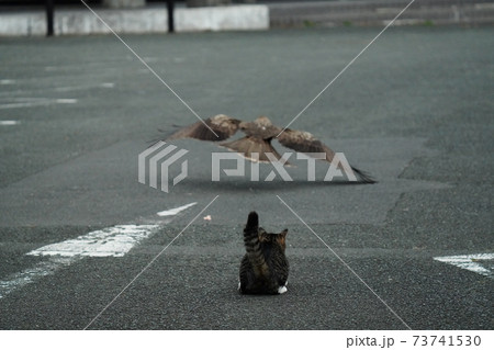 トンビに狙われる野良猫ではなくトンビの餌を狙う若い野良猫のオス トンビに狙われる野良猫ではなくトンビの餌を狙う若い野良猫のオス 73741530