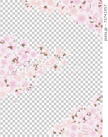 Yoshino cherry tree Yoshino cherry tree 73741957