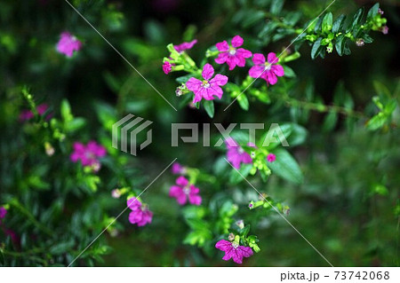 クフェア メキシコハナヤナギの花の写真素材