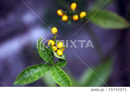 キミノセンリョウの実、黄色く色づく 73742071