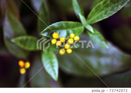 キミノセンリョウの実、黄色く色づく キミノセンリョウの実、黄色く色づく 73742072