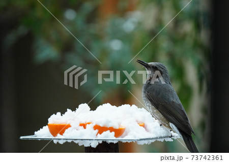 ヒヨドリとイソヒヨドリが雪の降る中 珍しい雪ミカンを冷たいと叫びながら食べる ヒヨドリとイソヒヨドリが雪の降る中 珍しい雪ミカンを冷たいと叫びながら食べる 73742361