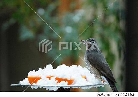ヒヨドリとイソヒヨドリが雪の降る中 珍しい雪ミカンを冷たいと叫びながら食べる ヒヨドリとイソヒヨドリが雪の降る中 珍しい雪ミカンを冷たいと叫びながら食べる 73742362