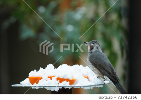 ヒヨドリとイソヒヨドリが雪の降る中 珍しい雪ミカンを冷たいと叫びながら食べる ヒヨドリとイソヒヨドリが雪の降る中 珍しい雪ミカンを冷たいと叫びながら食べる 73742366