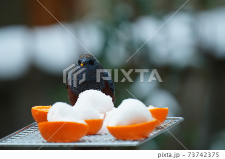 ヒヨドリとイソヒヨドリが雪の降る中 珍しい雪ミカンを冷たいと叫びながら食べる ヒヨドリとイソヒヨドリが雪の降る中 珍しい雪ミカンを冷たいと叫びながら食べる 73742375