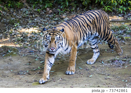 スマトラトラ 73742861