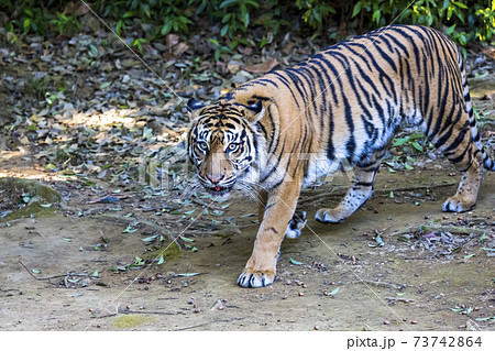 スマトラトラ スマトラトラ 73742864