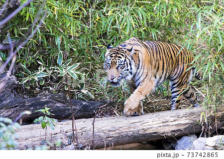 スマトラトラ 73742865