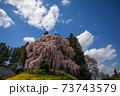 合戦場の満開のしだれ桜と菜の花と青空	 73743579