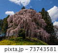 合戦場の満開のしだれ桜と菜の花と青空	 73743581