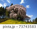 合戦場の満開のしだれ桜と菜の花と青空	 73743583