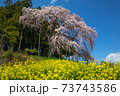 合戦場の満開のしだれ桜と菜の花と青空	 73743586