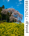 合戦場の満開のしだれ桜と菜の花と青空	 73743588