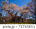 満開に咲く実相寺の神代桜 73743651