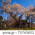 満開に咲く実相寺の神代桜 73743652