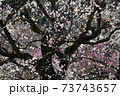 水戸偕楽園の梅の花	 73743657