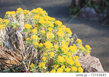 イソギクの花 イソギクの花 73743685