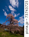 満開の秋山の駒桜（一本桜） 73743725