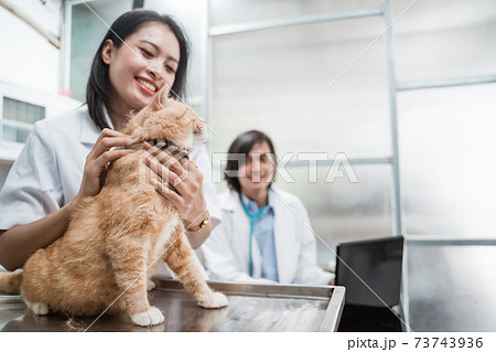 female veterinarian examines the neck of a cat on a table female veterinarian examines the neck of a cat on a table 73743936