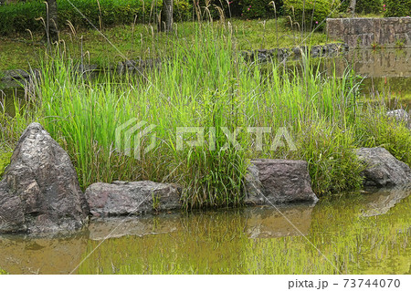 中村公園・点景 73744070