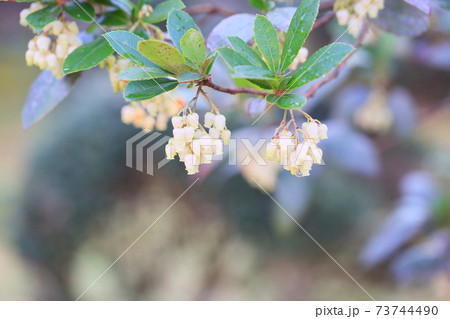 イチゴノキの花 73744490