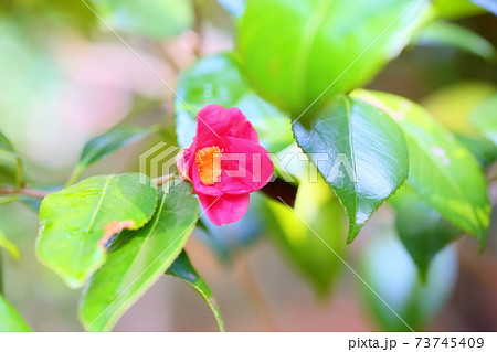 ツバキの花　寒咲赤侘助 73745409