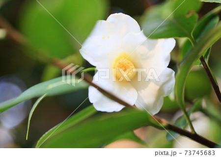 ツバキの花 白侘助 ツバキの花 白侘助 73745683