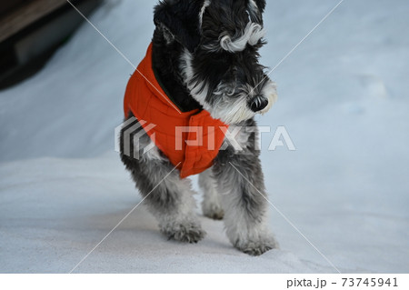 雪と遊ぶ仔犬のミニチュアシュナウザー 雪と遊ぶ仔犬のミニチュアシュナウザー 73745941