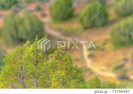 Fresh green foliage on trees overlooking a valley 73746487