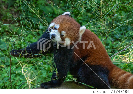 草むらを背景に遊ぶレッサーパンダ 73748106